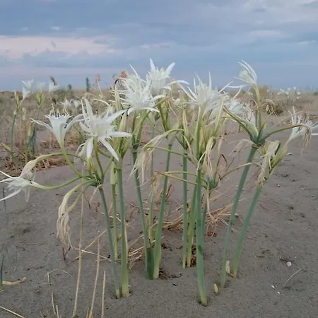 Stella Appartamento Policoro