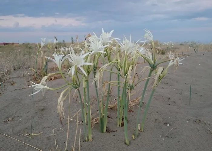 Stella Appartamento Policoro